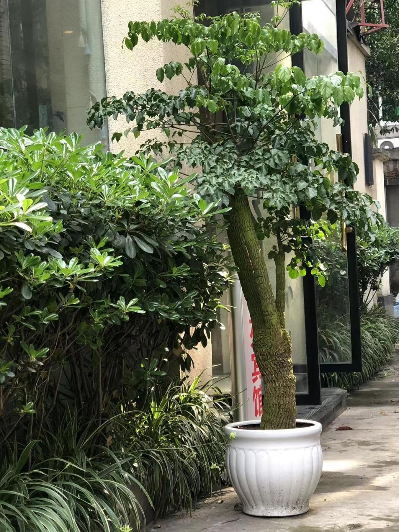 Chengdu Sichuan University Budget Hotel Bagian luar foto